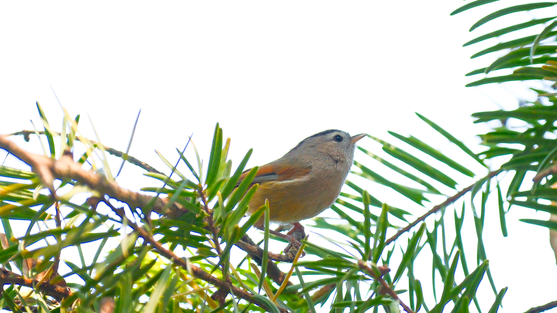 Spectacled Fulvetta illustration