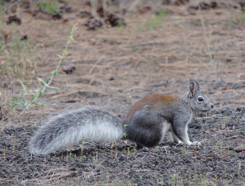 Abert's Squirrel