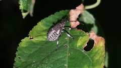 Halyomorpha halys