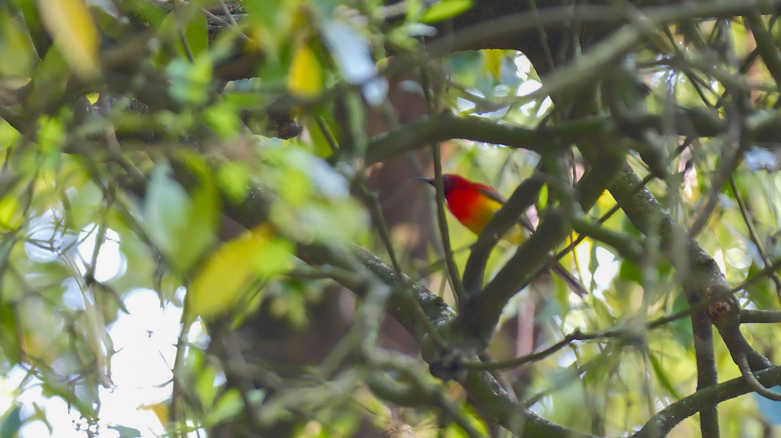 Mrs. Gould's Sunbird
