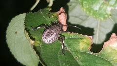 Halyomorpha halys