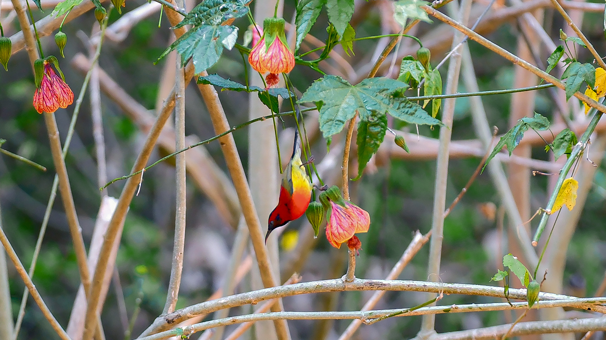 Mrs. Gould's Sunbird