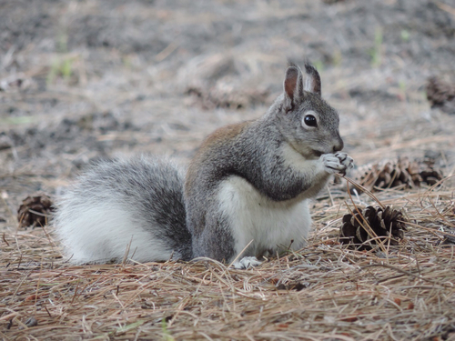 Abert's Squirrel