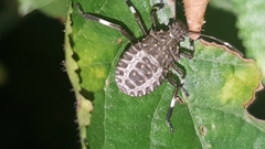 Halyomorpha halys