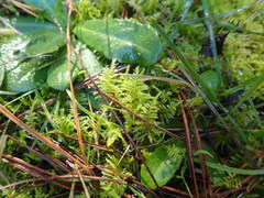 Thuidiopsis
