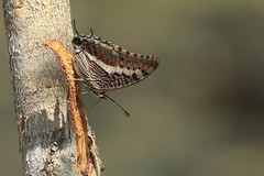 Charaxes saturnus saturnus