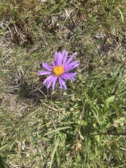 Aster alpinus