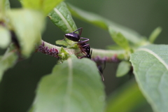 Camponotus kiusiuensis