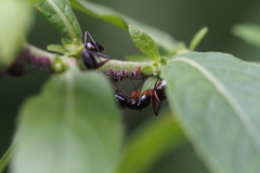 Camponotus kiusiuensis