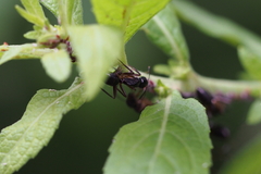 Camponotus kiusiuensis