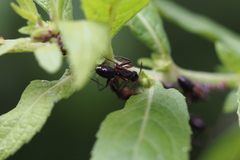 Camponotus kiusiuensis