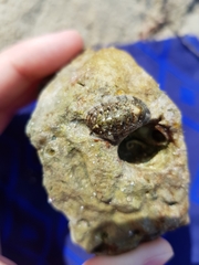 Rhyssoplax olivacea