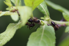 Camponotus kiusiuensis