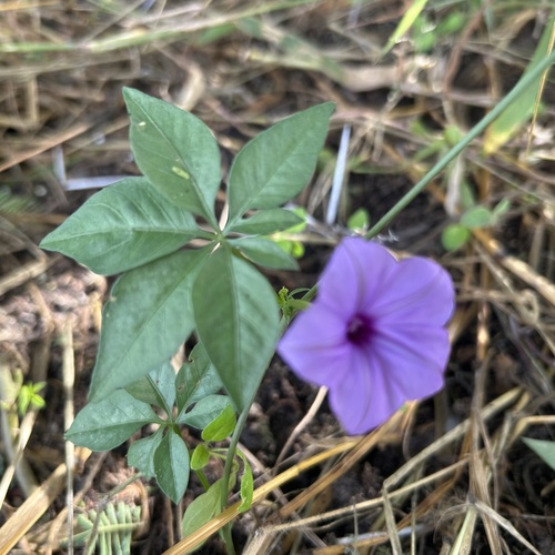 Ipomoea hochstetteri observed 2025-04-06