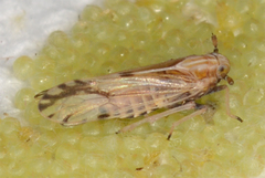 Peregrinus maidis