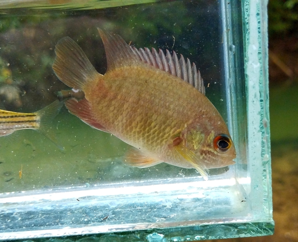 Pristolepis grootii (Pristolepis grootii)