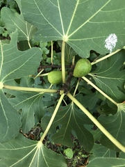 Ficus carica