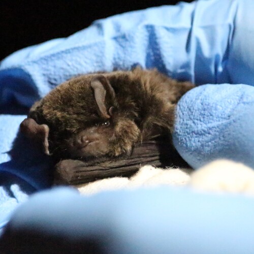 Little Long-fingered Bat (Miniopterus australis)