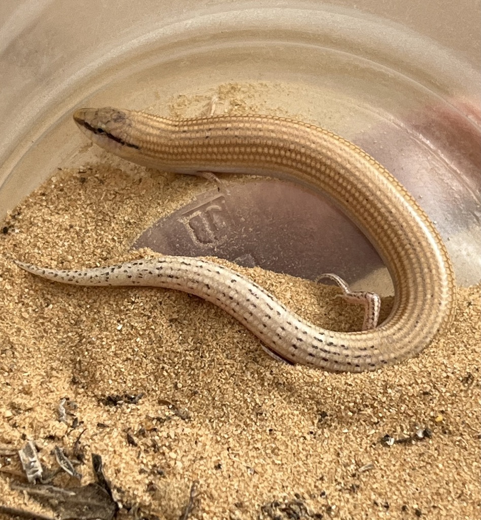 Wedge-snouted Skink