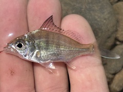 Whipfin Silver-Biddy photo 2