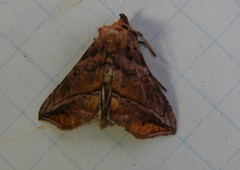 Pseudeva purpurigera