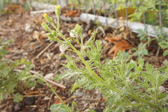 Senecio viscosus