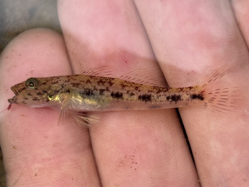 Circumspect goby (Glossogobius circumspectus) — Gobiidae