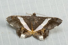 Chiasmia nora