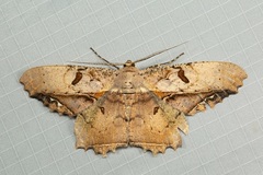 Chorodna complicataria