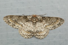 Iulotrichia decursaria