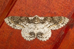 Iulotrichia decursaria