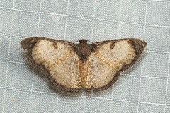 Hydatocapnia