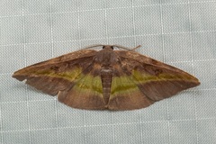 Hypochrosis cryptopyrrhata