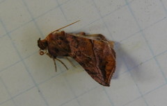 Pseudeva purpurigera