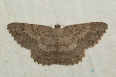Luxiaria submonstrata