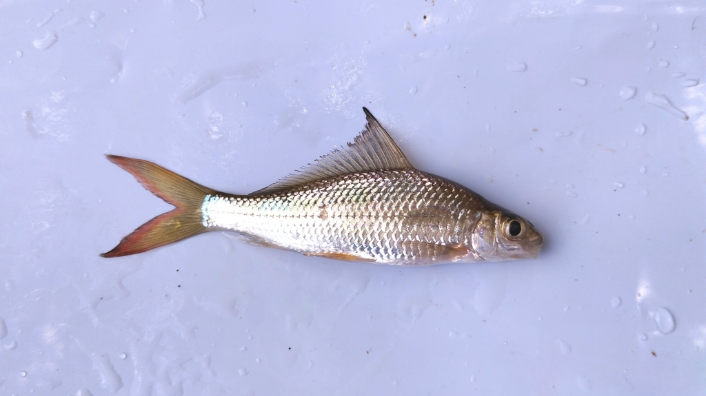 Thinlip barb (Labiobarbus leptocheilus) — Cyprinidae