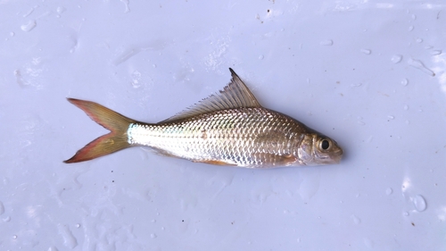 Thinlip barb (Labiobarbus leptocheilus) — Cyprinidae