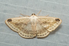 Lomographa sectinota