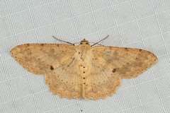 Luxiaria emphatica