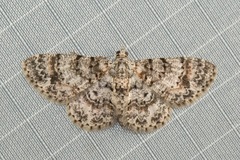 Myrioblephara simplaria