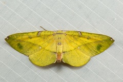 Omiza miliaria