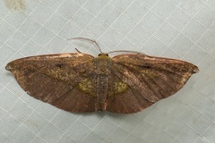 Omiza herois