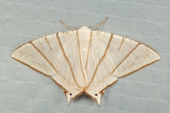 Ourapteryx picticaudata