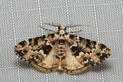 Prochasma dentilinea