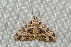 Prochasma dentilinea