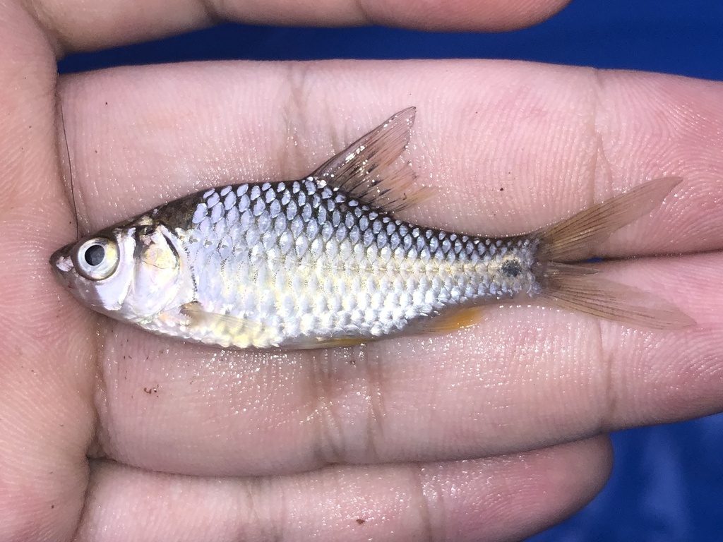 Swamp barb (Puntius brevis) — Cyprinidae