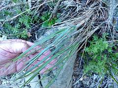 Poa anceps