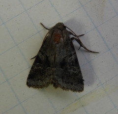 Lacinipolia meditata