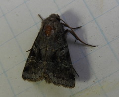 Lacinipolia meditata