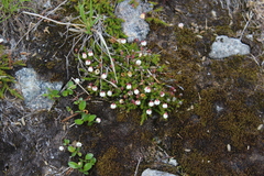 Harrimanella hypnoides